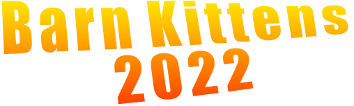 Barn Kittens  2022